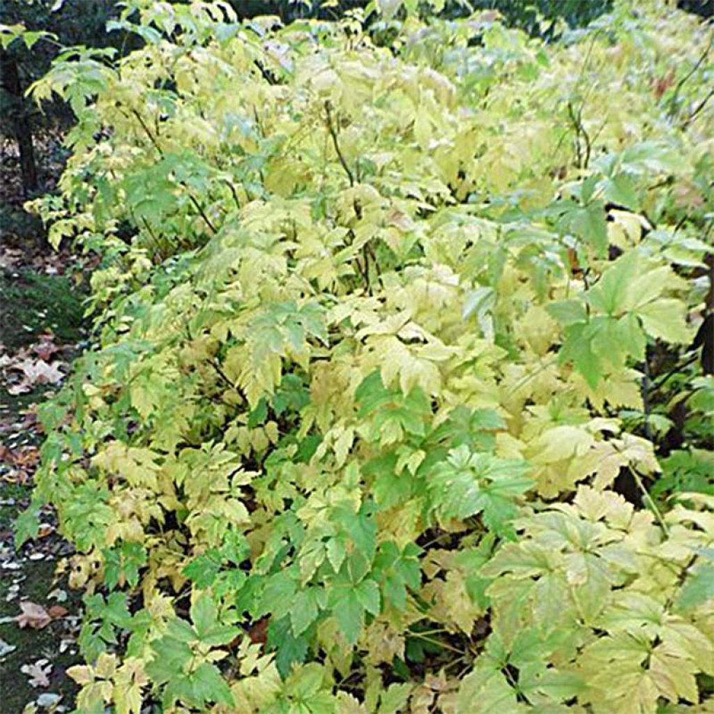 Xanthorhiza simplicissima