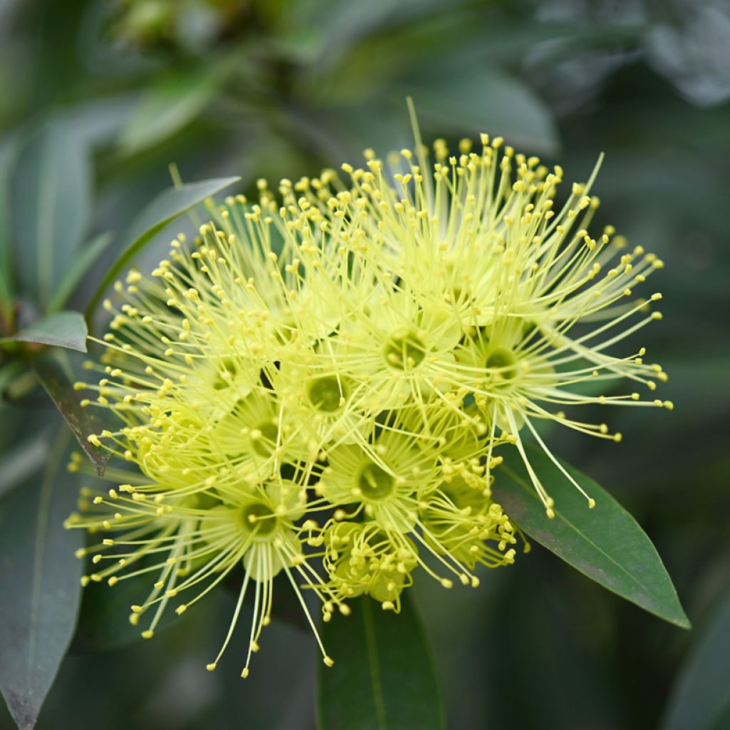 Xanthostemon chrysanthus