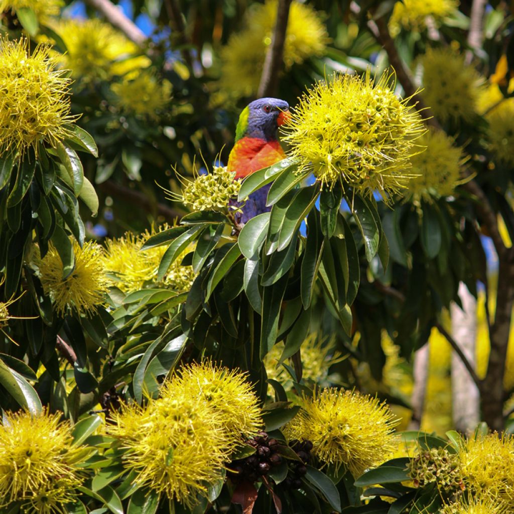 Xanthostemon chrysanthus