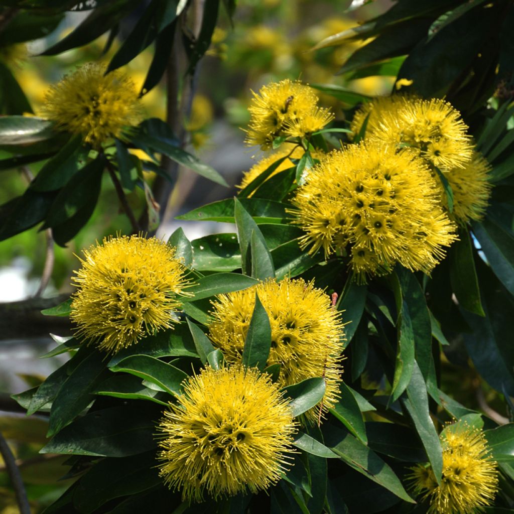 Xanthostemon chrysanthus