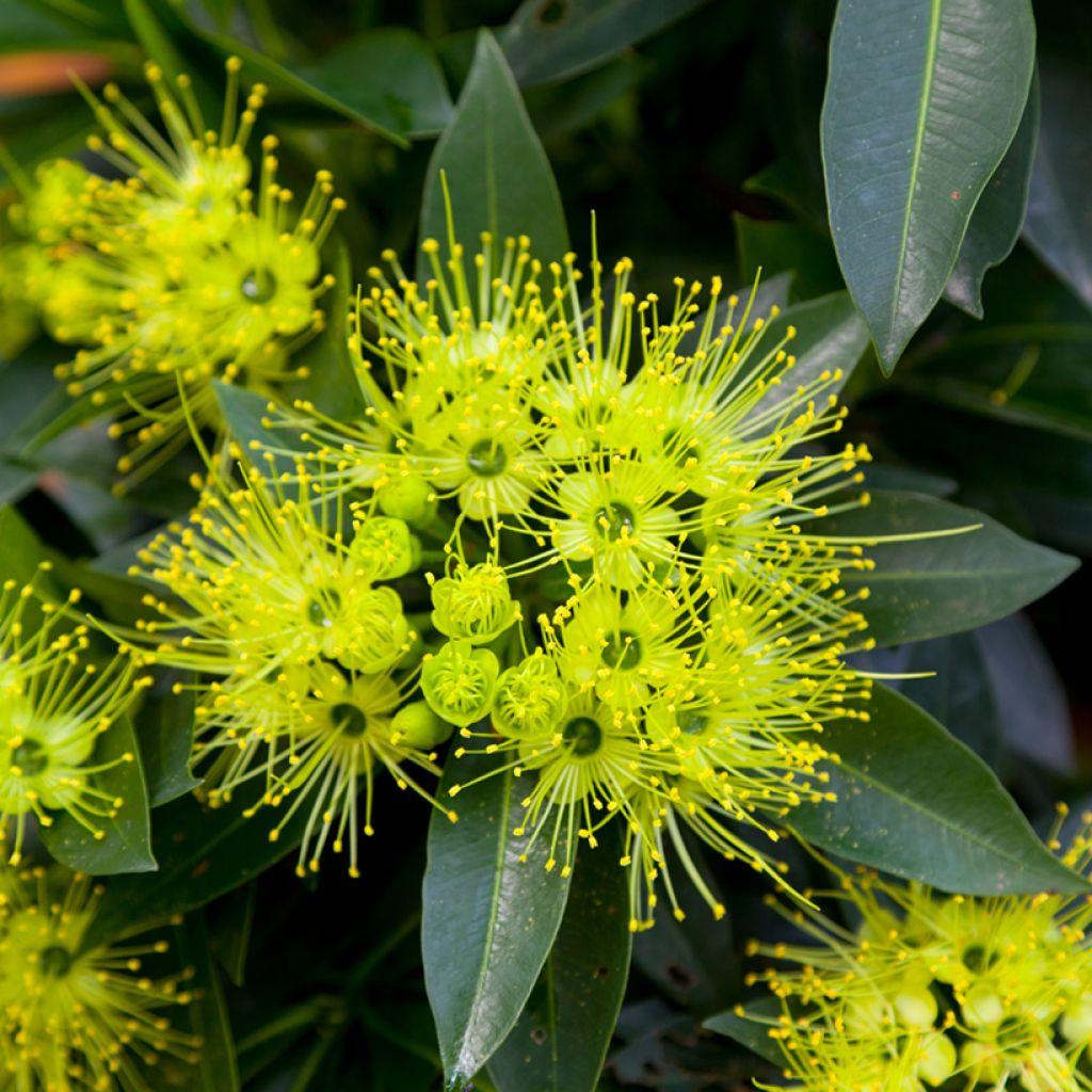 Xanthostemon chrysanthus