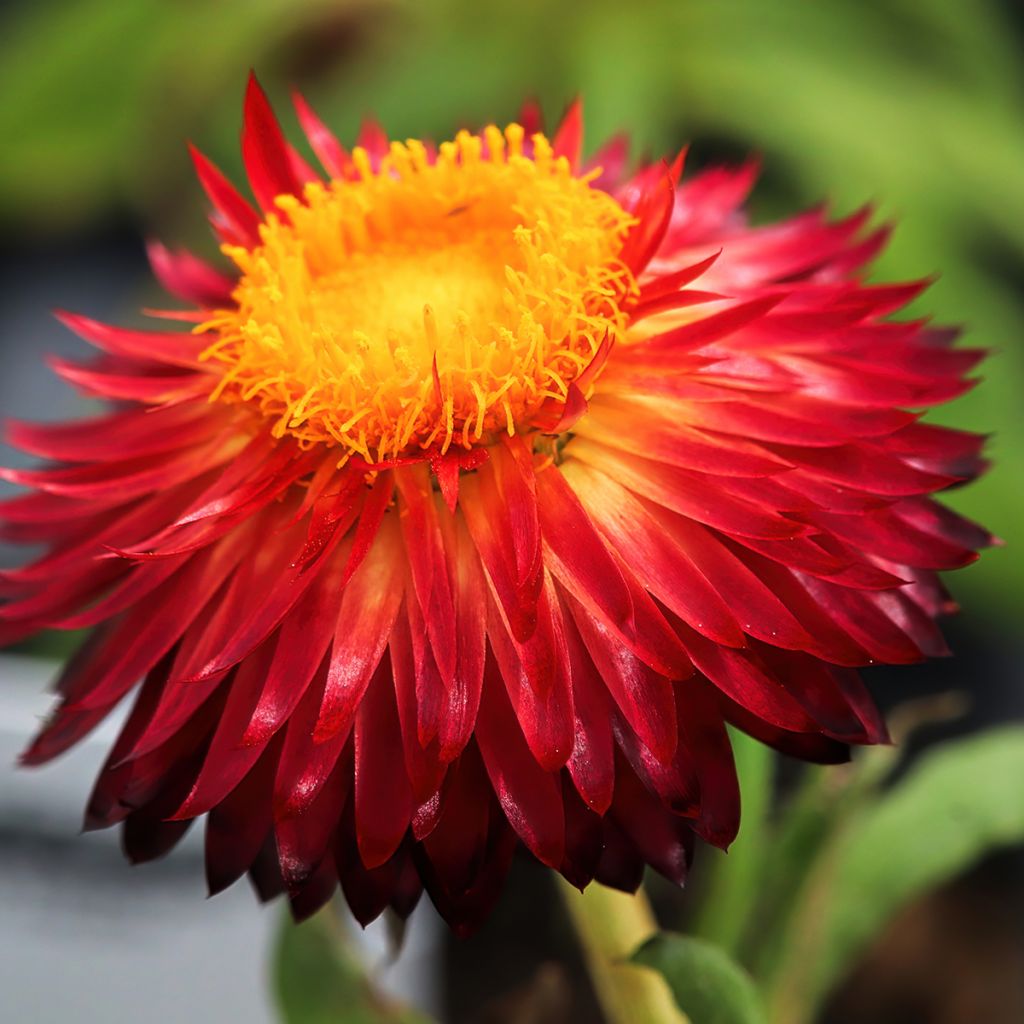 Iso-olkikukka Granvia Red Flame