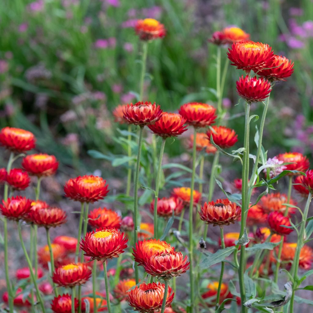 Iso-olkikukka Granvia Red Flame