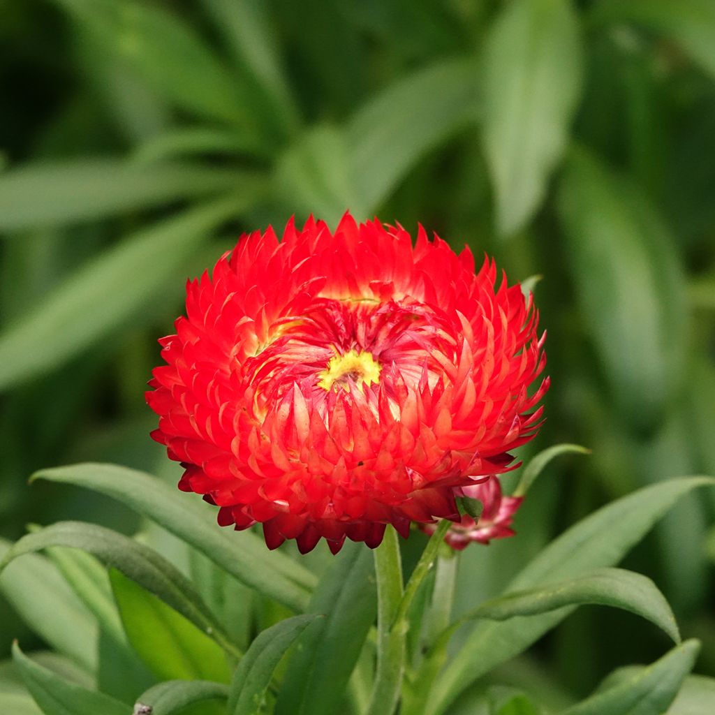 Iso-olkikukka Granvia Red Flame