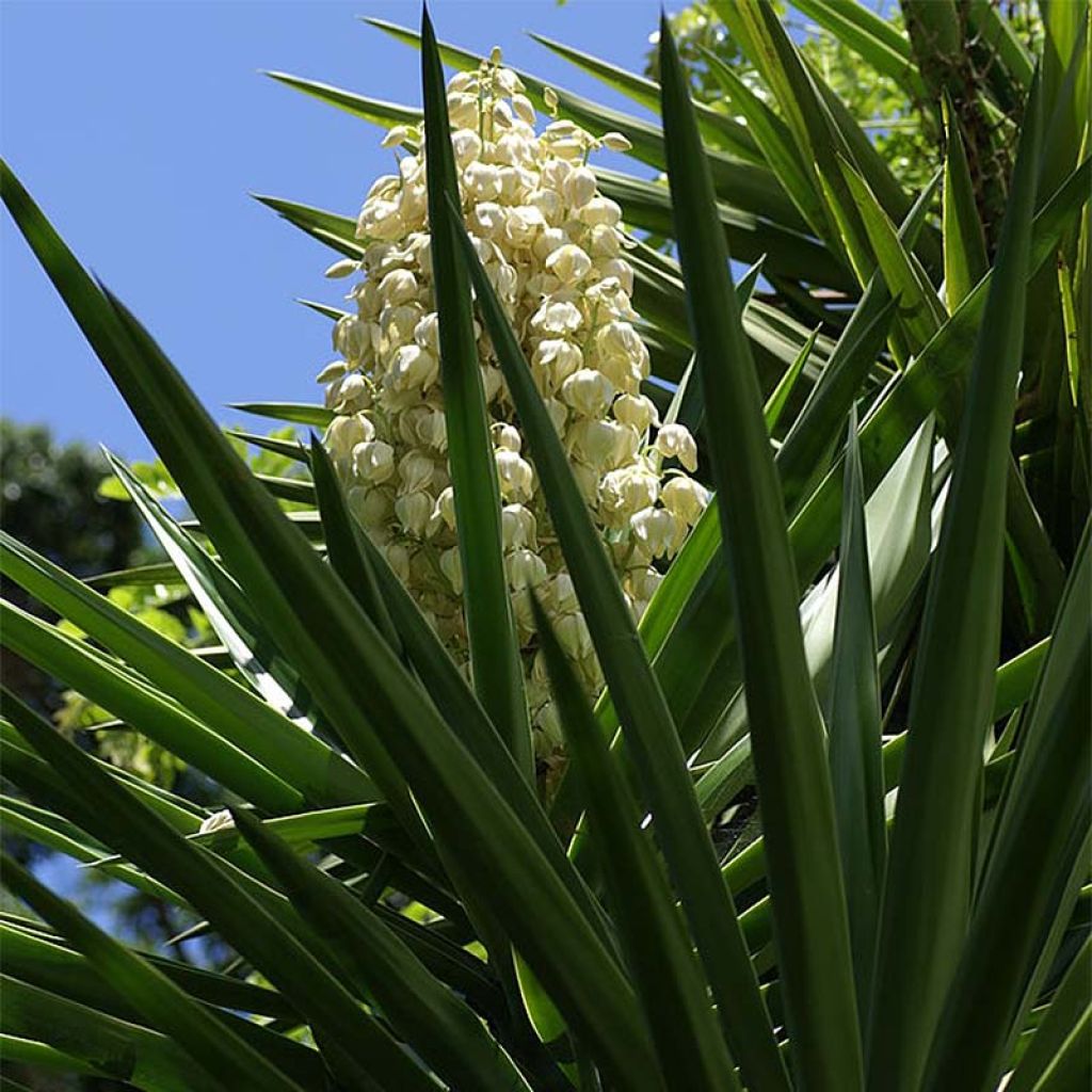 Isojukka - Yucca aloifolia