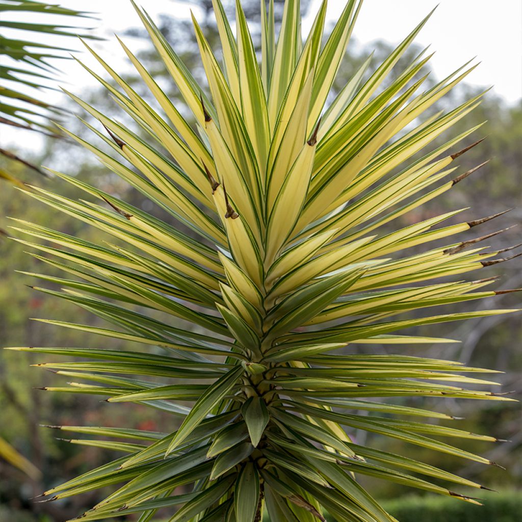 Isojukka Variegata