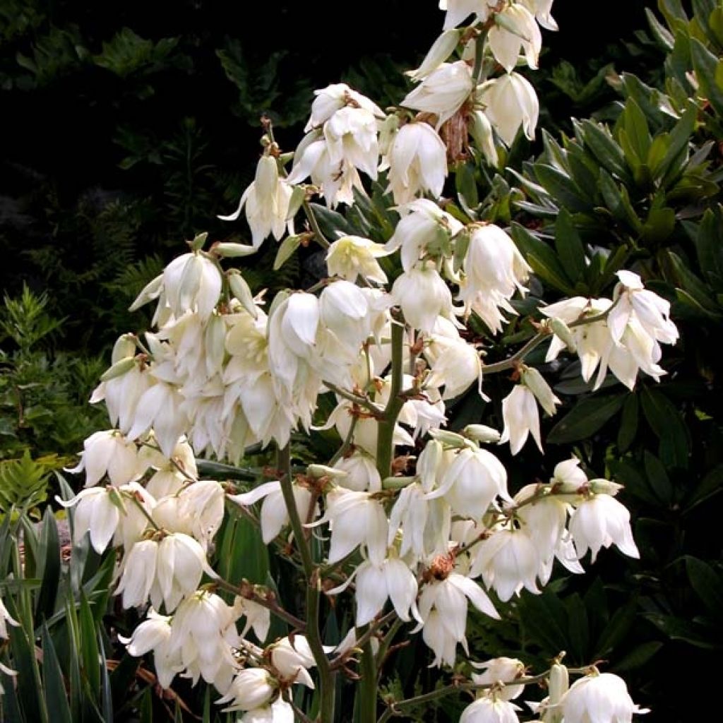 Hapsijukka - Yucca filamentosa