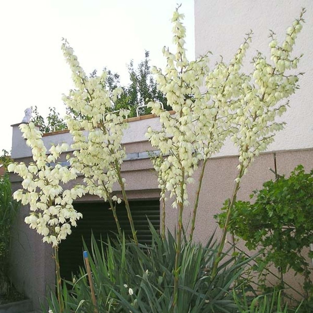 Hapsijukka - Yucca filamentosa
