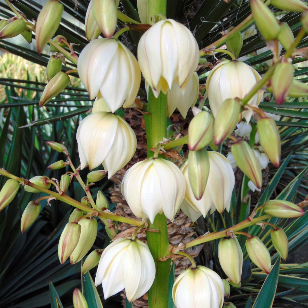 Kynttiläjukka - Yucca gloriosa