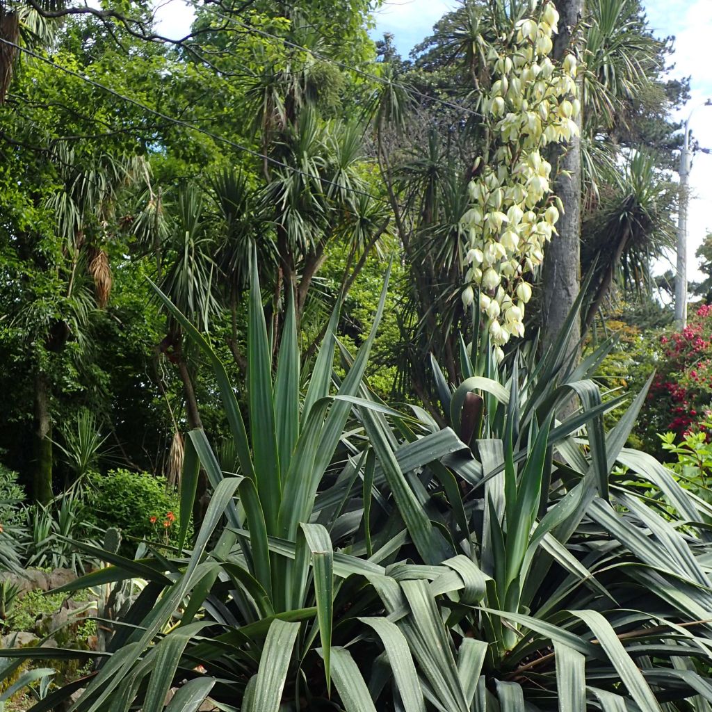 Kynttiläjukka - Yucca gloriosa