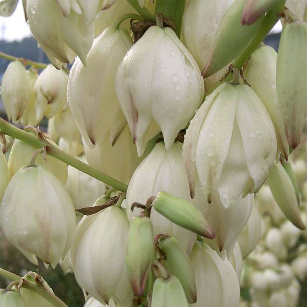 Kynttiläjukka - Yucca gloriosa