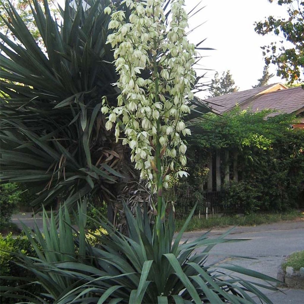 Kynttiläjukka - Yucca gloriosa