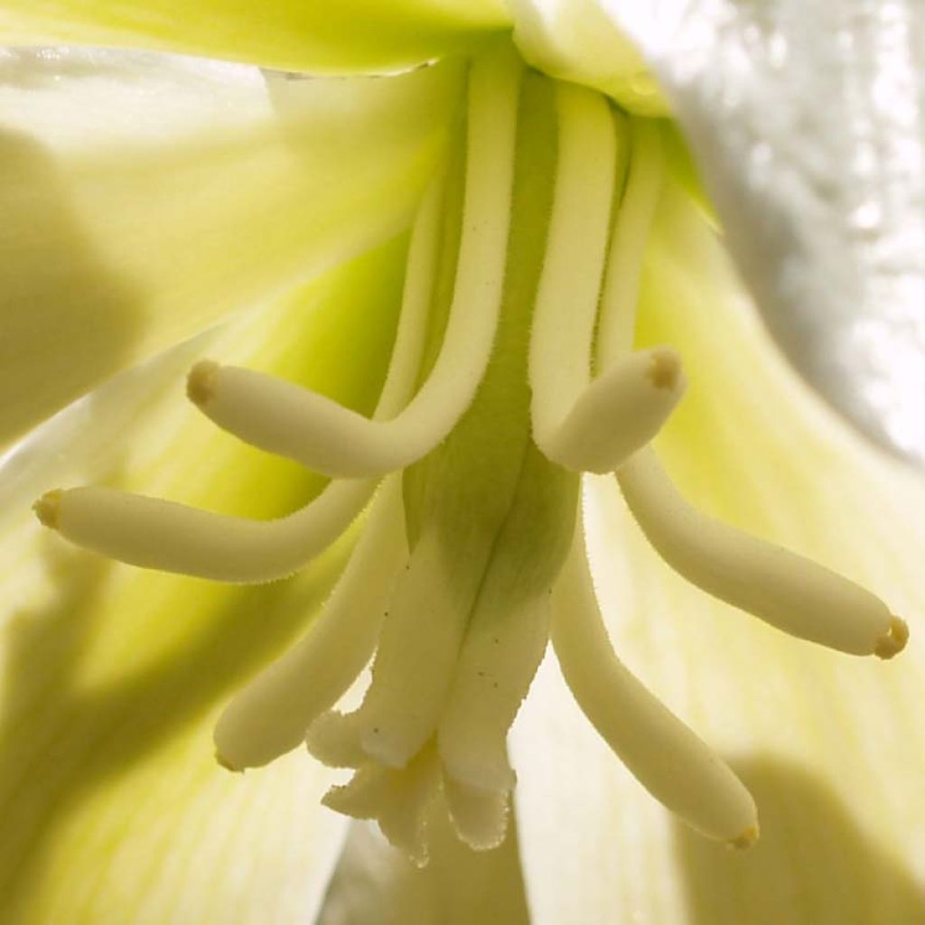 Kynttiläjukka - Yucca gloriosa