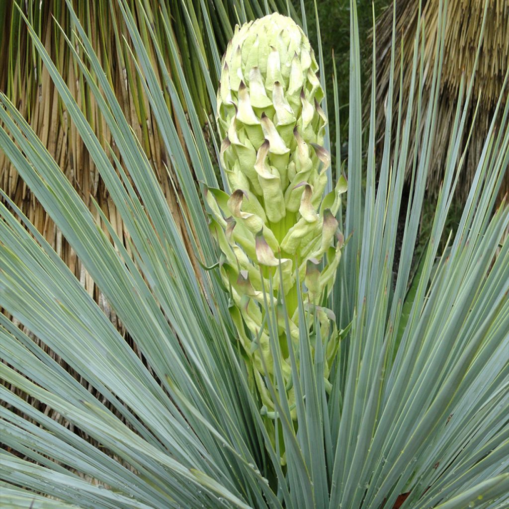 Jukka - Yucca linearifolia