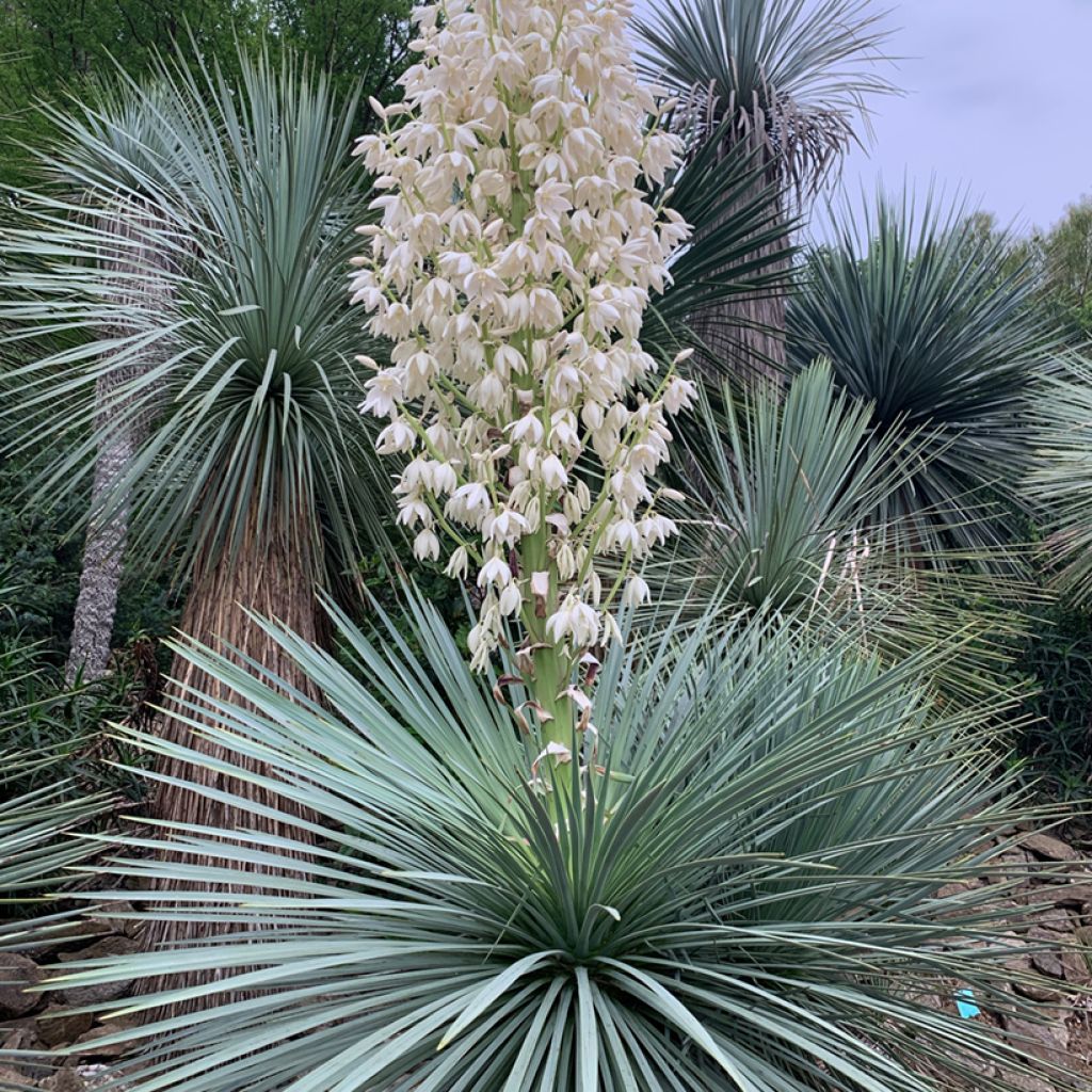 Jukka - Yucca linearifolia