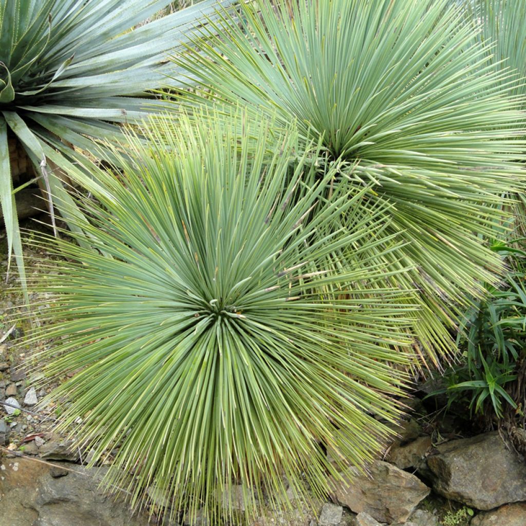 Jukka - Yucca linearifolia