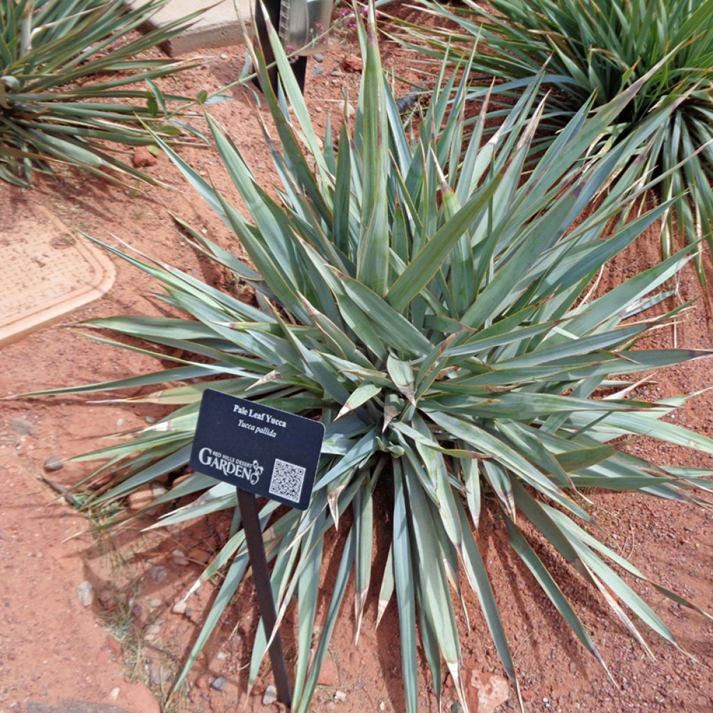 Jukka - Yucca pallida