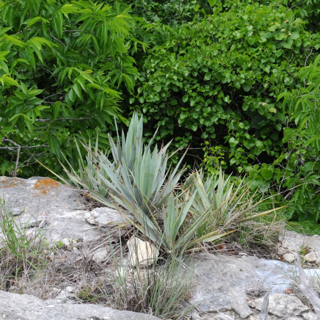 Jukka - Yucca pallida