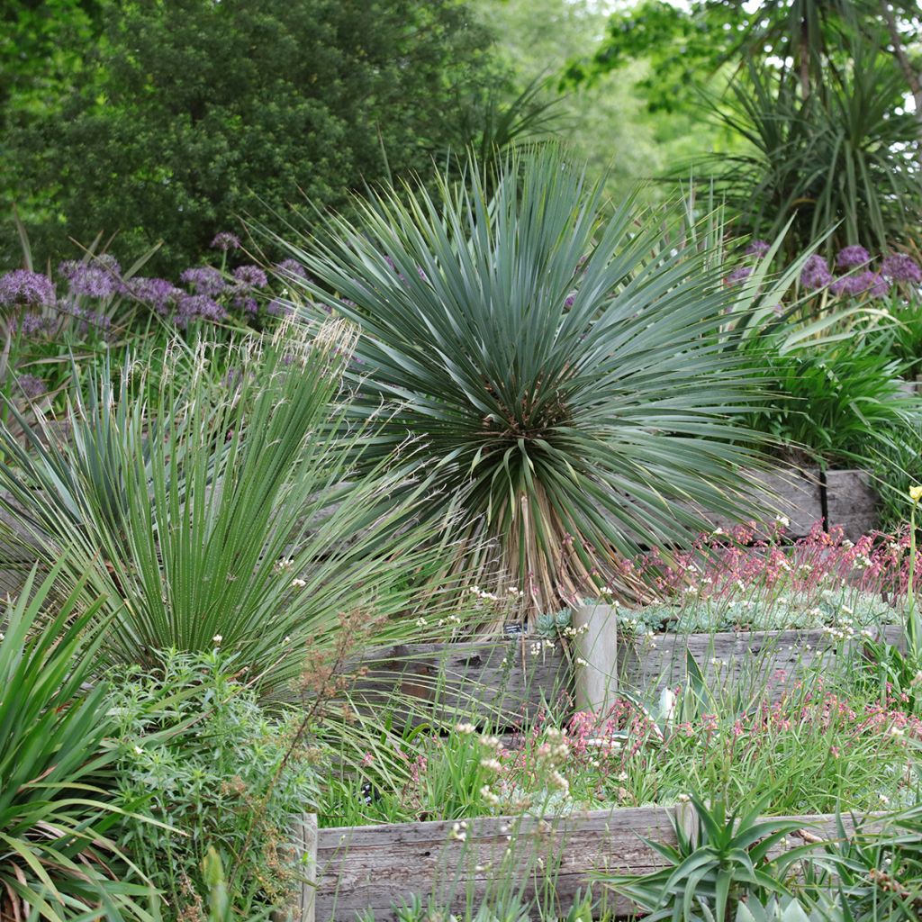 Jukka - Yucca rostrata