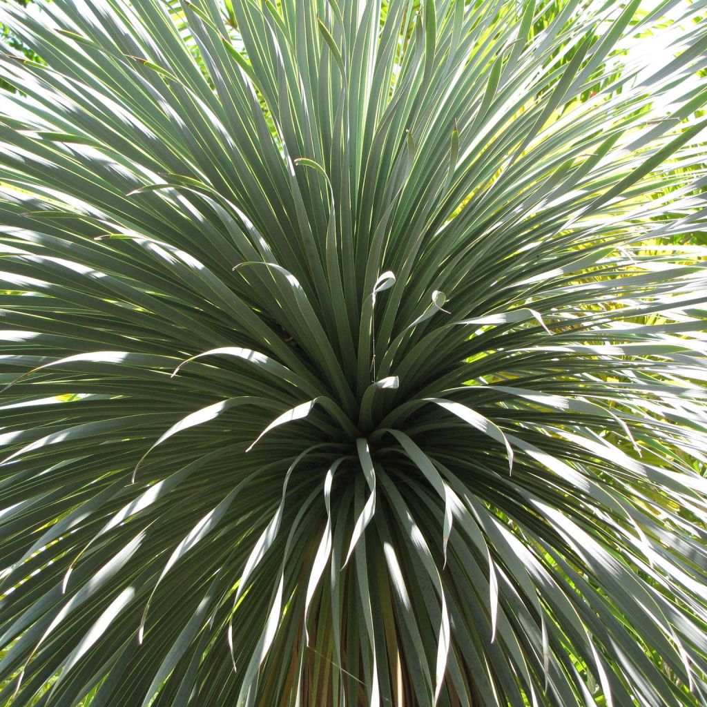 Jukka - Yucca rostrata