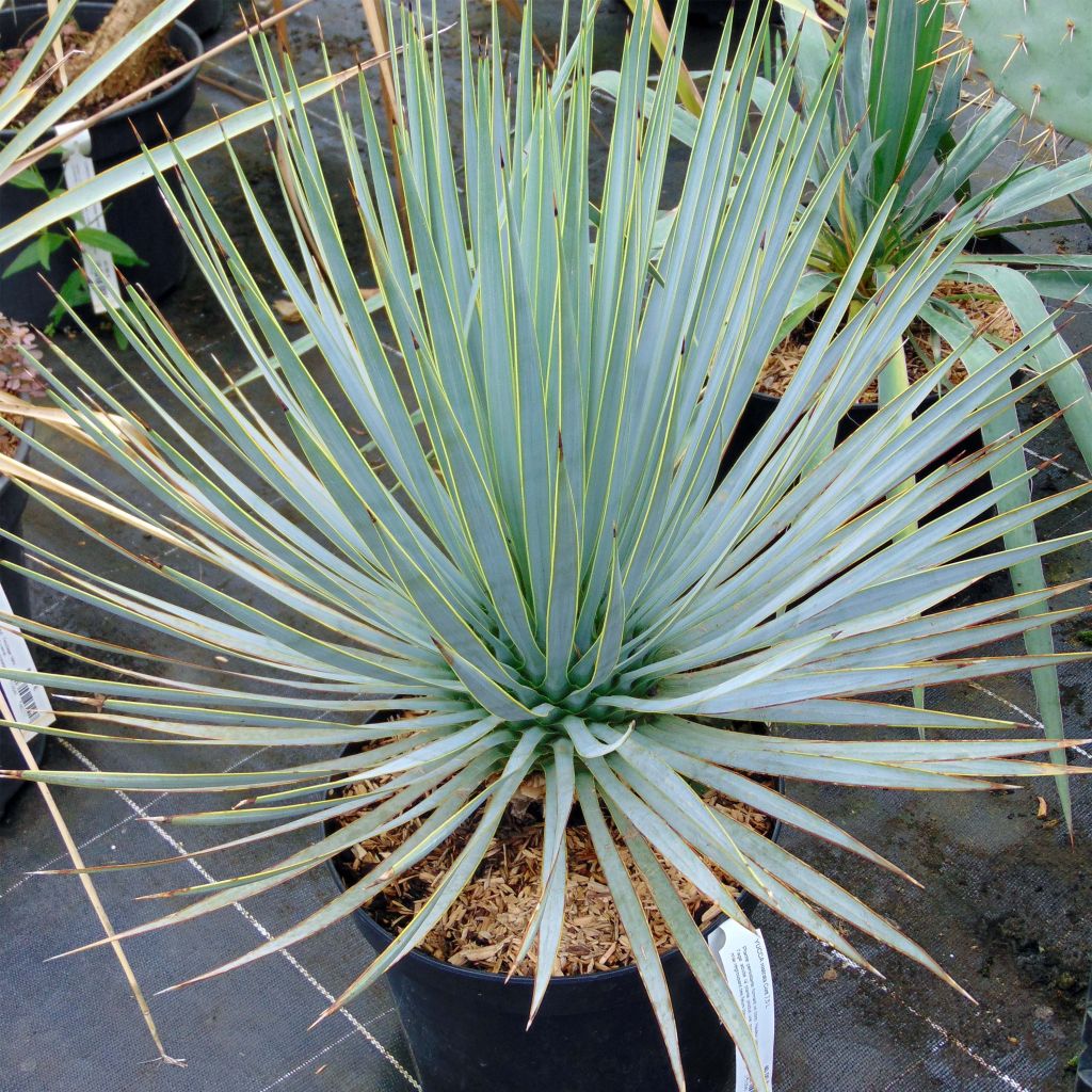 Jukka - Yucca rostrata