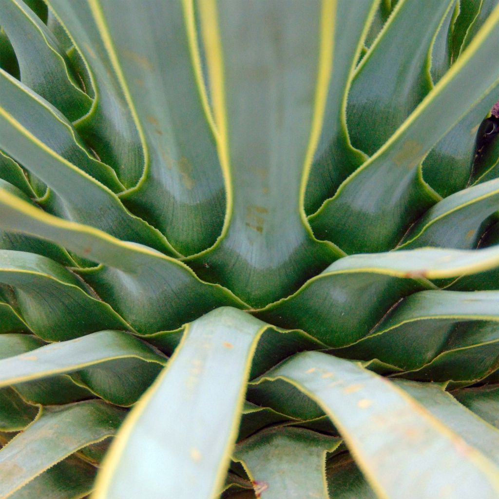 Jukka - Yucca rostrata