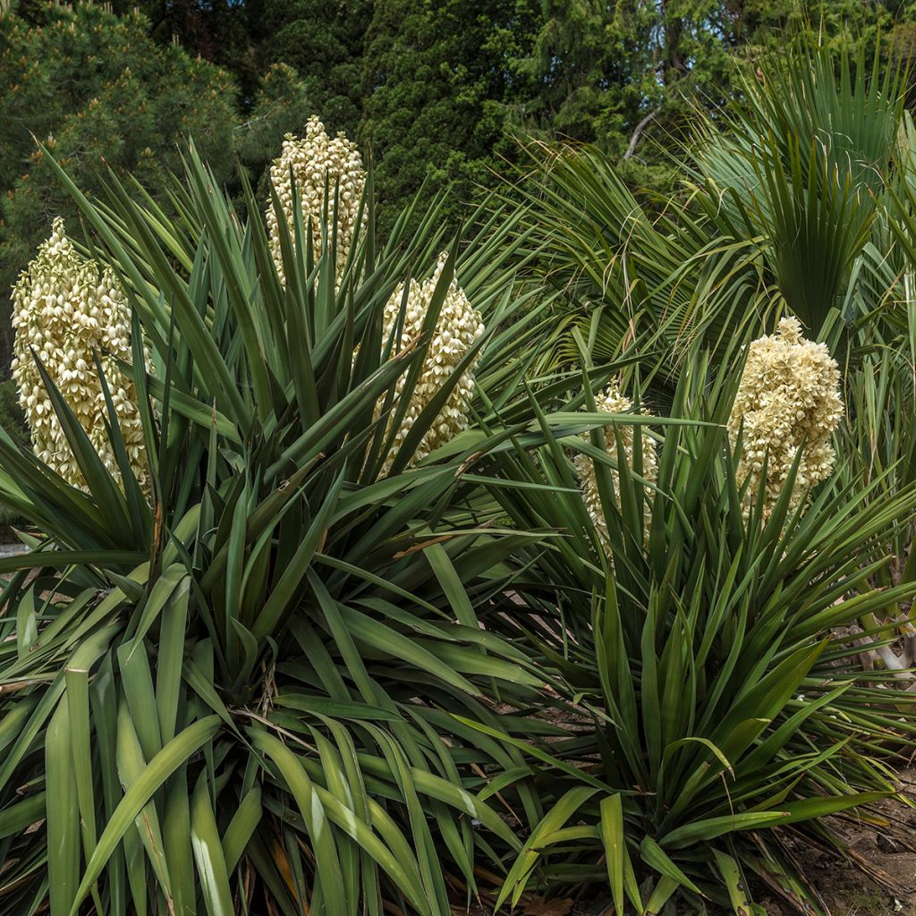 Kynttiläjukka - Yucca gloriosa