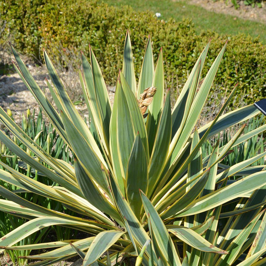 Kynttiläjukka Variegata