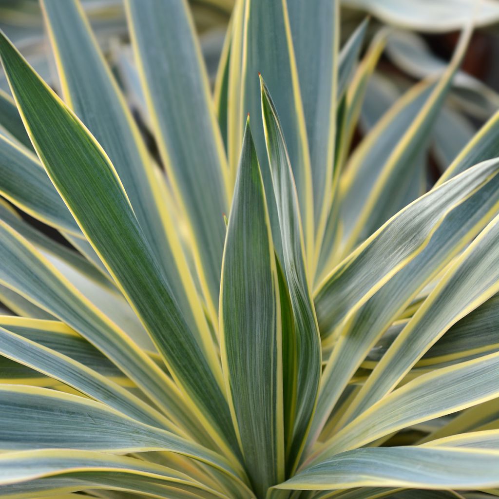 Kynttiläjukka Variegata