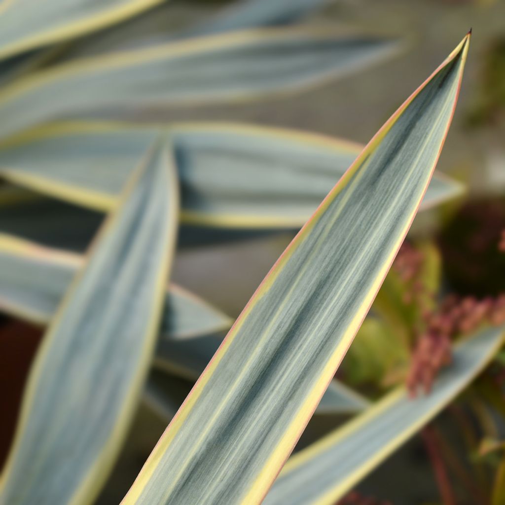 Kynttiläjukka Variegata