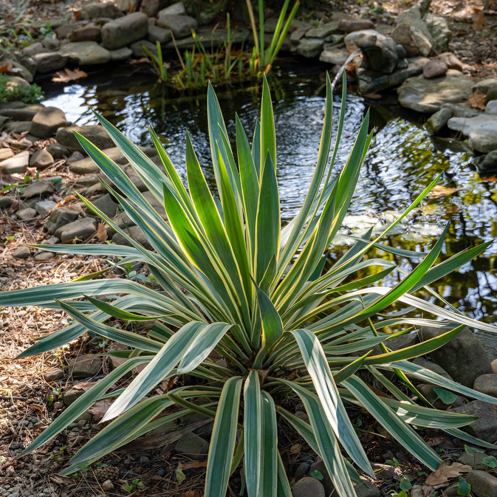 Kynttiläjukka Variegata