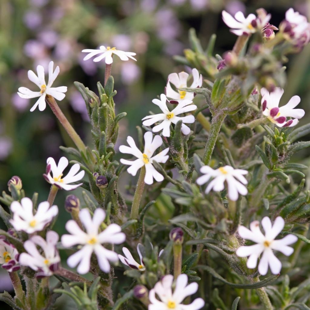 Zaluzianskya capensis (siemenet)