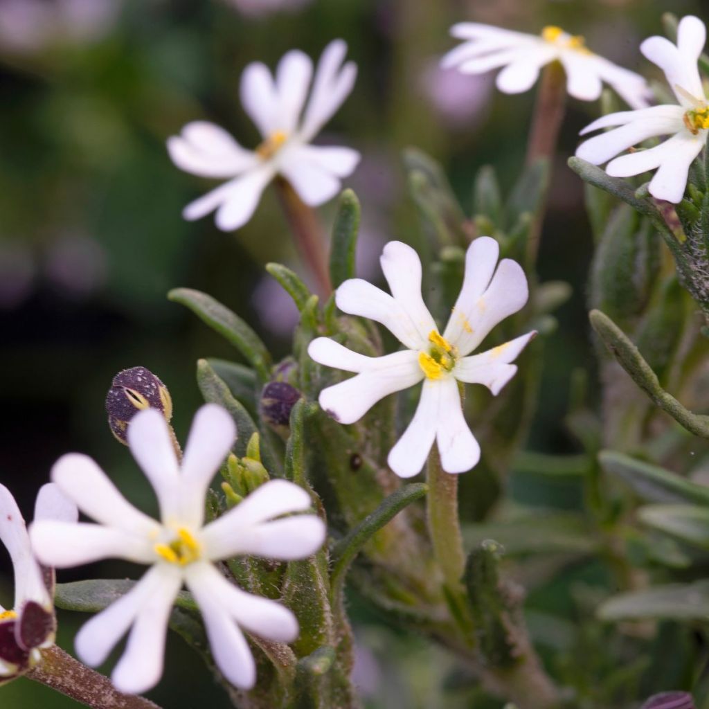 Zaluzianskya capensis (siemenet)
