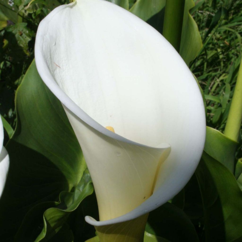 Valkohuonevehka - Zantedeschia aethiopica