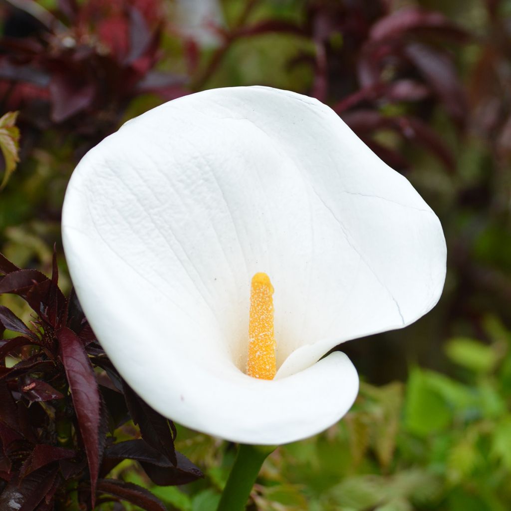 Valkohuonevehka - Zantedeschia aethiopica