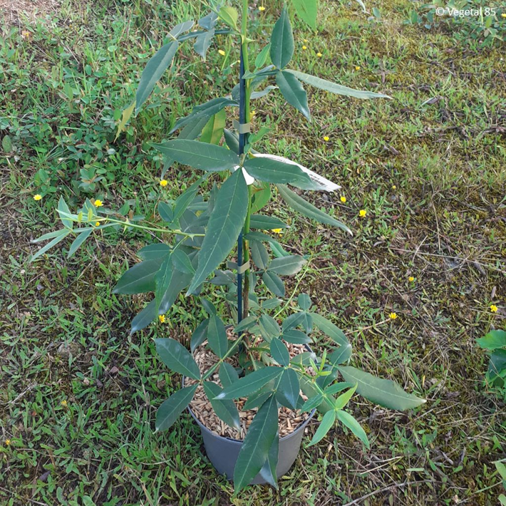 Limopuu - Zanthoxylum armatum