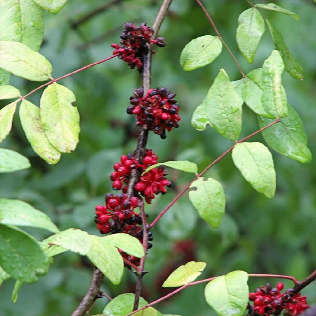 Amerikanlimopuu - Zanthoxylum americanum