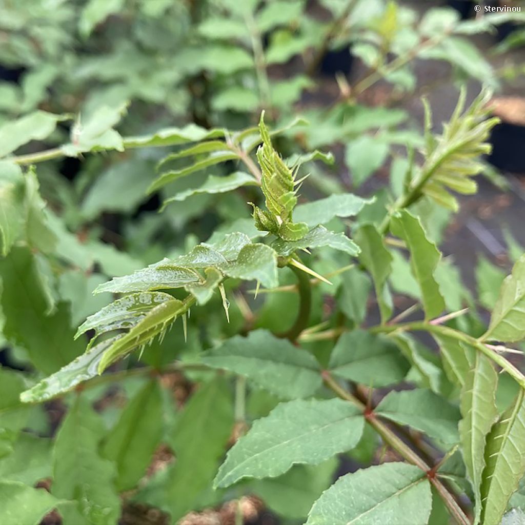Amerikanlimopuu - Zanthoxylum americanum