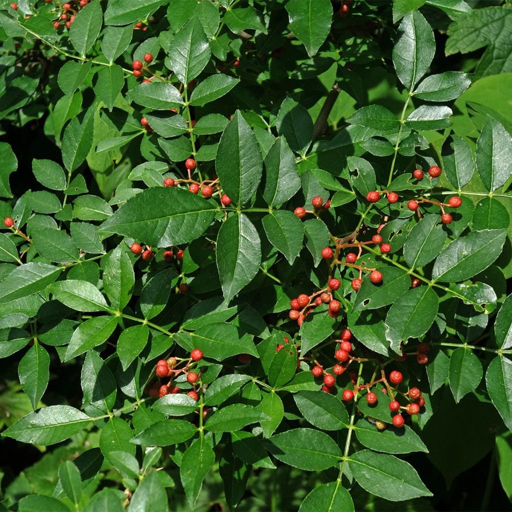 Limopuu - Zanthoxylum coreanum