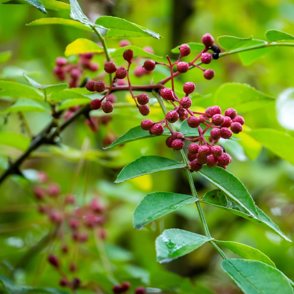 Limopuu - Zanthoxylum coreanum