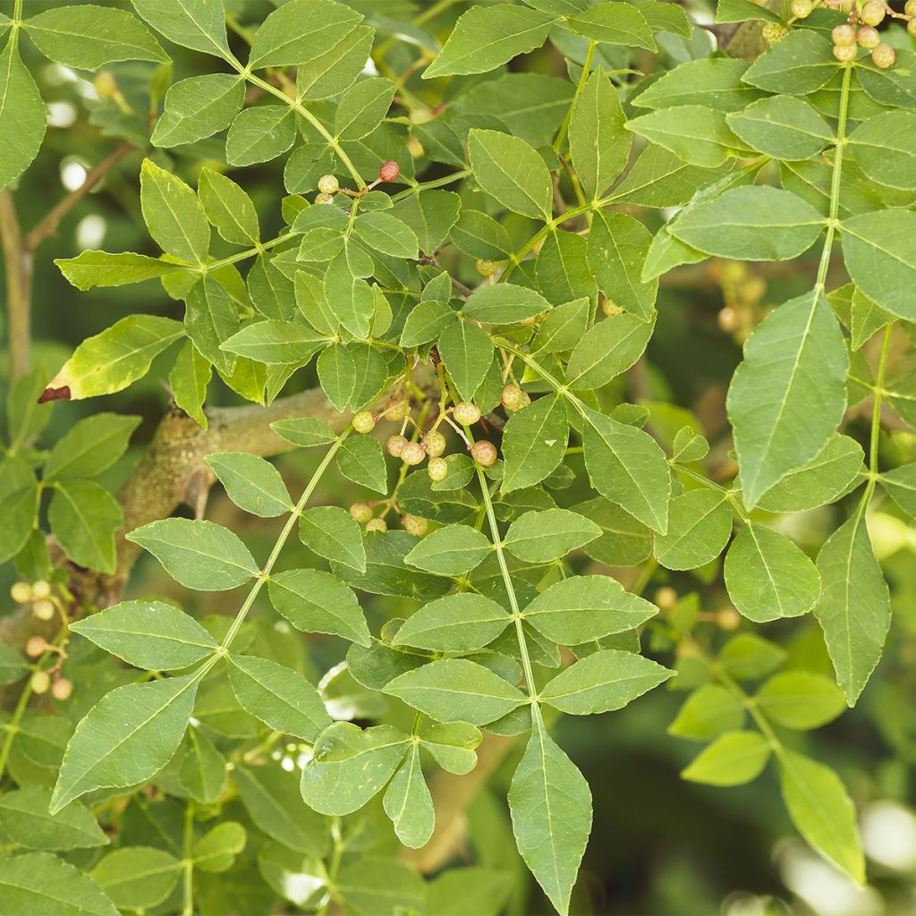 Limopuu - Zanthoxylum coreanum