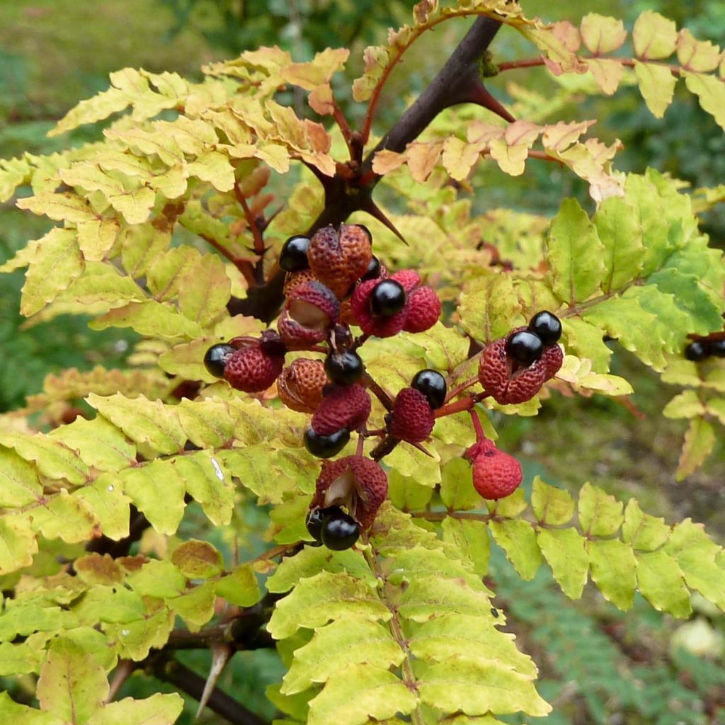 Pippurilimopuu - Zanthoxylum piperitum
