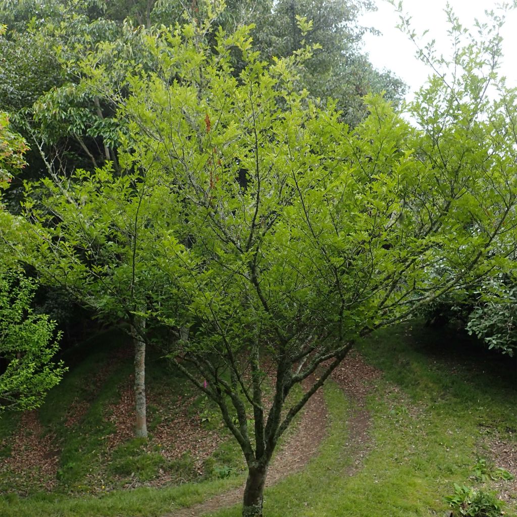 Pippurilimopuu - Zanthoxylum piperitum