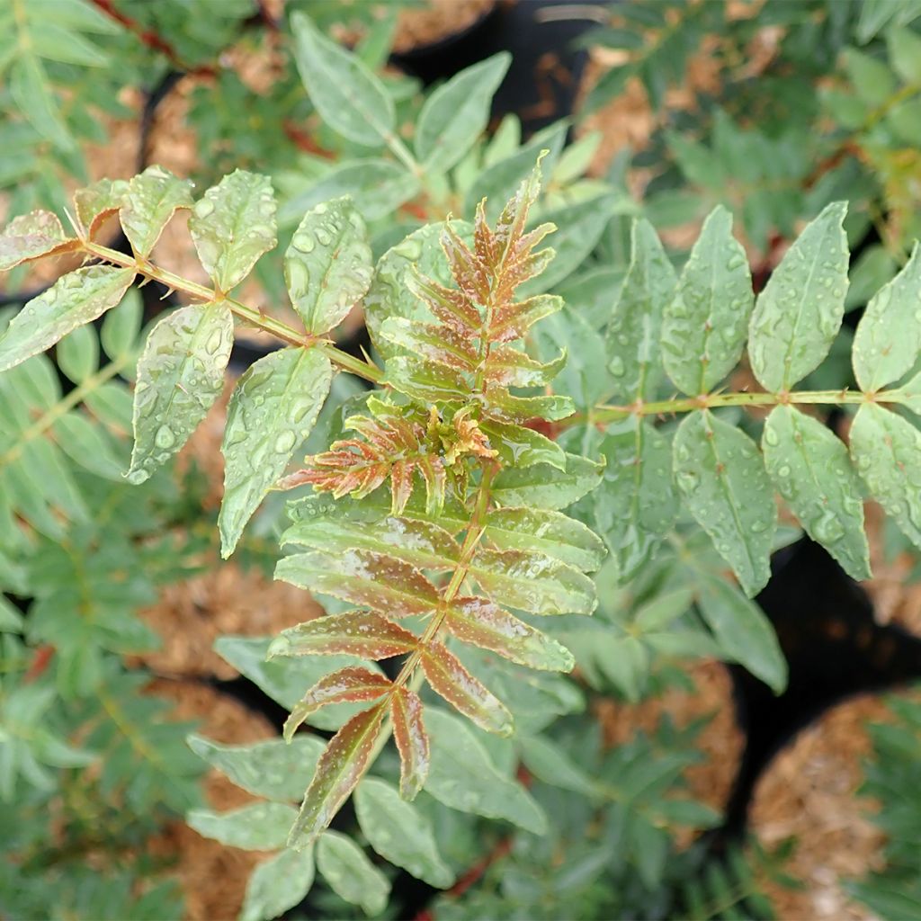 Idänlimopuu - Zanthoxylum schinifolium