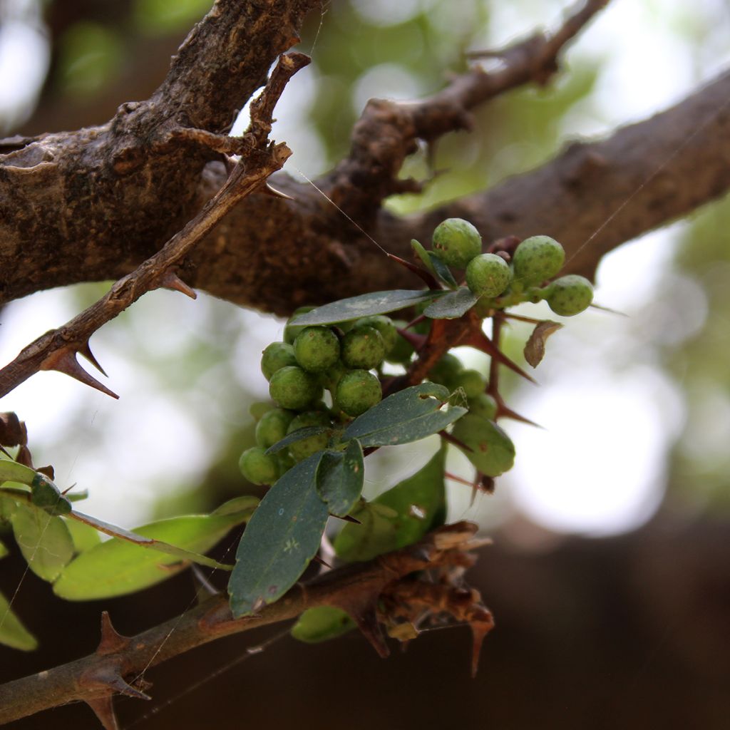 Amerikanlimopuu - Zanthoxylum americanum