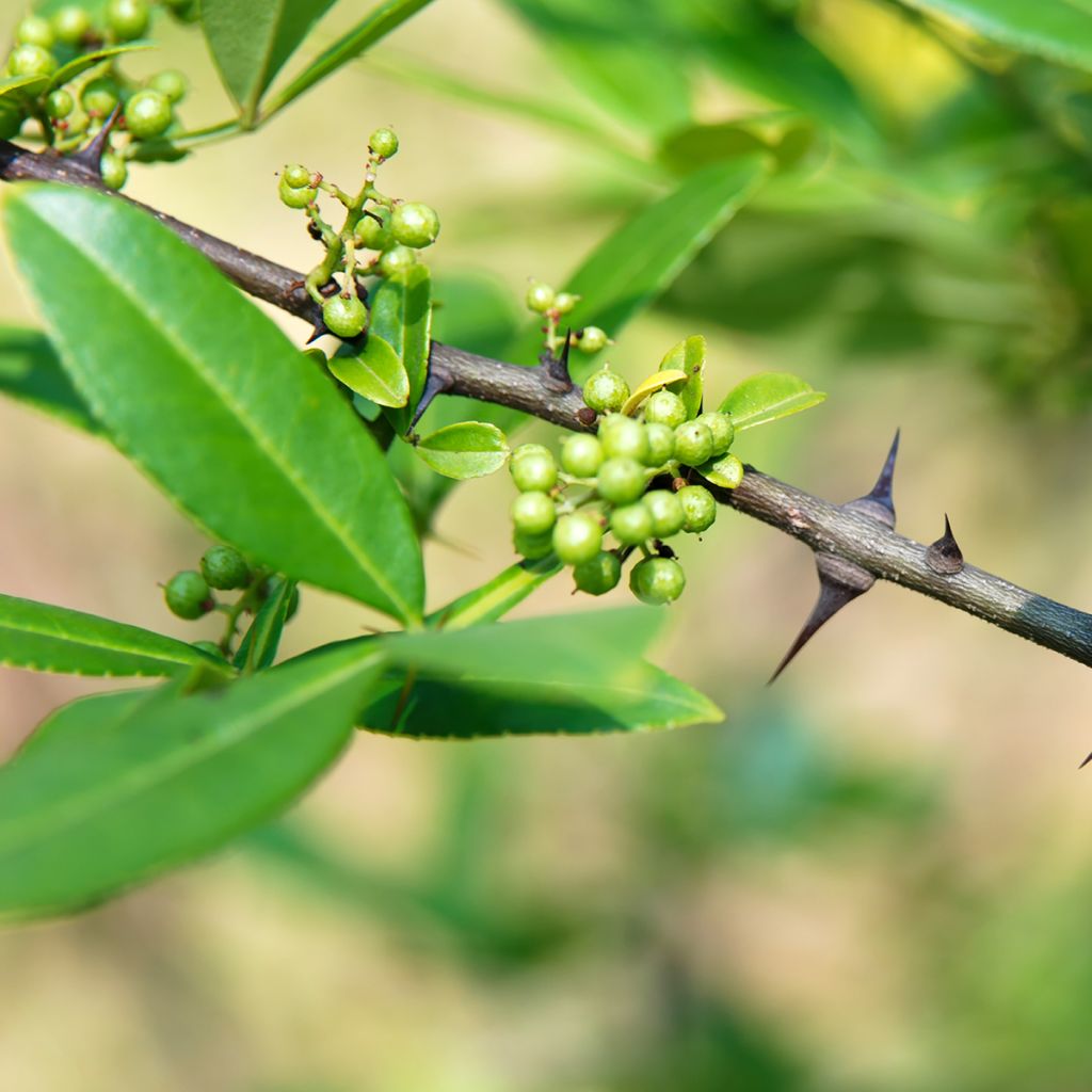 Limopuu - Zanthoxylum armatum