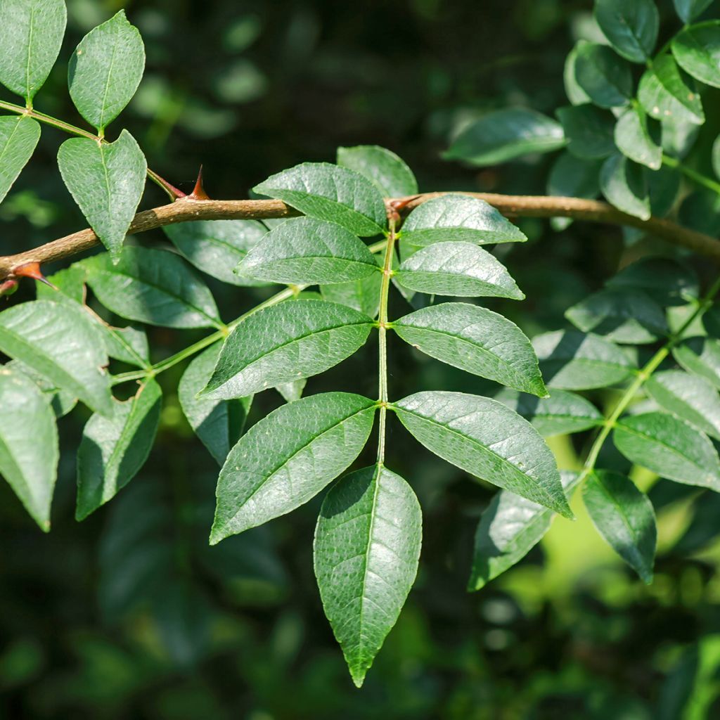 Limopuu - Zanthoxylum coreanum