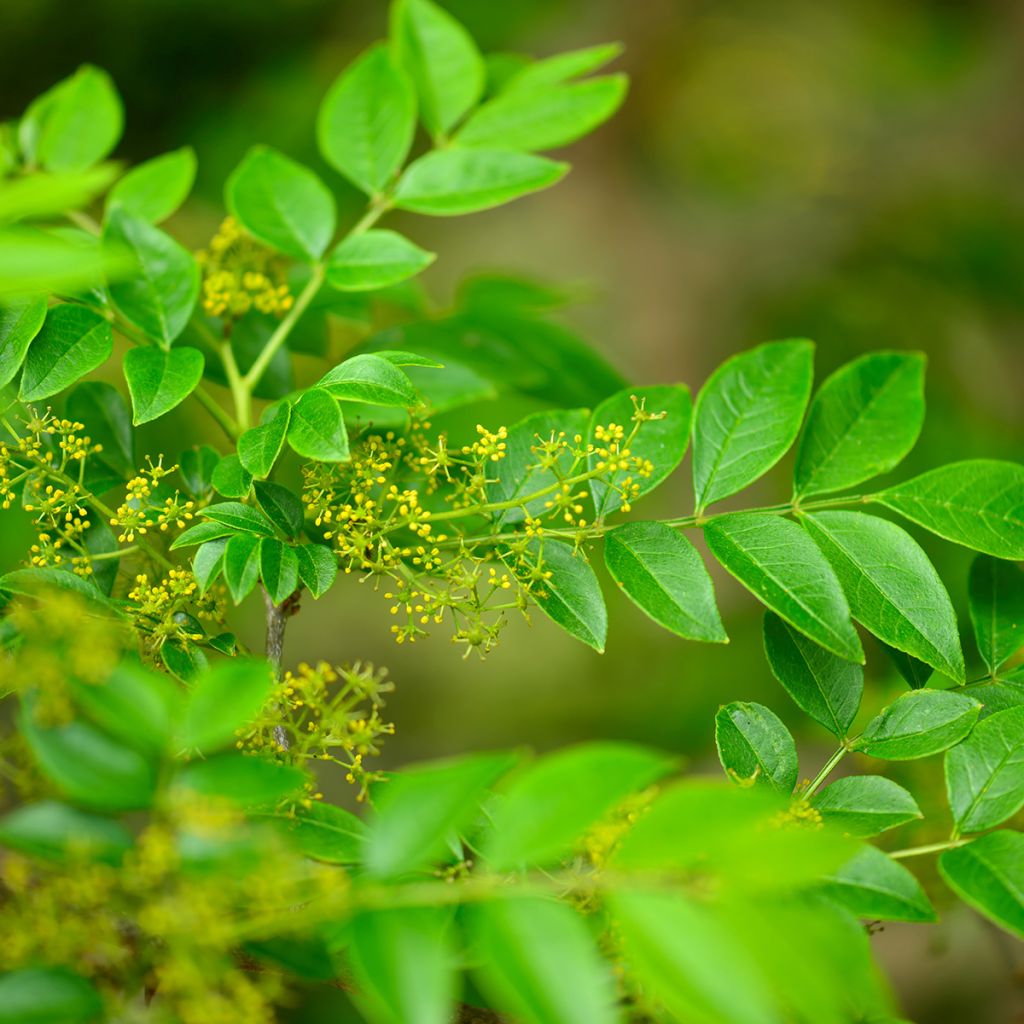 Limopuu - Zanthoxylum coreanum