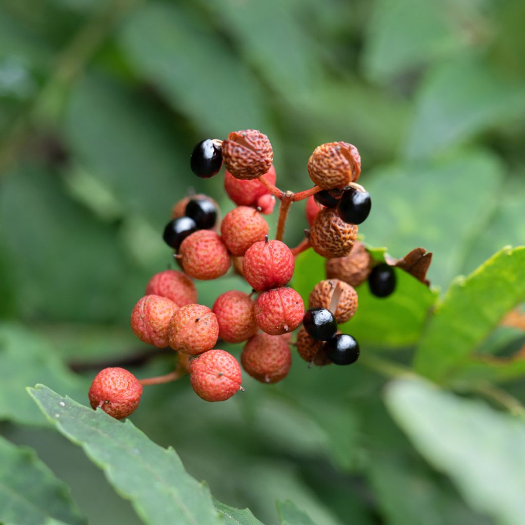 Pippurilimopuu - Zanthoxylum piperitum
