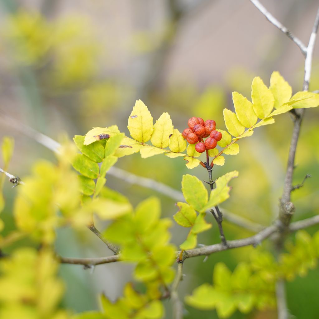 Pippurilimopuu - Zanthoxylum piperitum